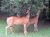 Two Deer Image